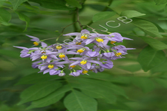 Solanum seaforthianum